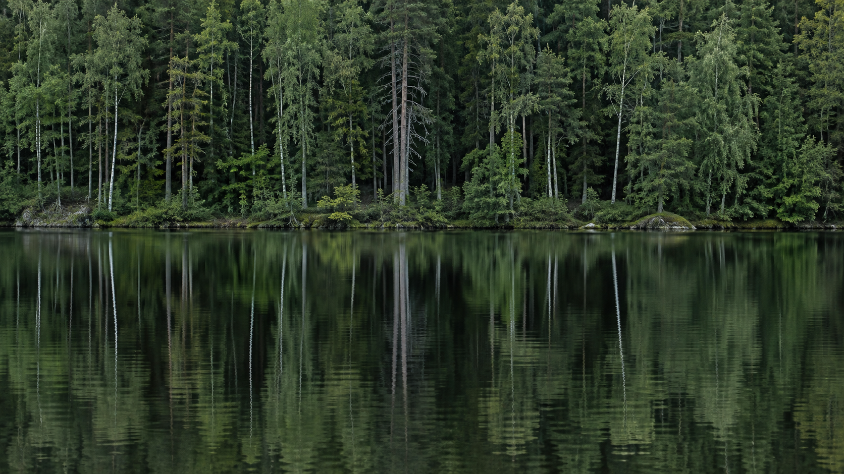 A forest reflected in dark, still lake water